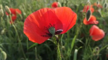 Tarlada büyük kırmızı tarla gelincikleri