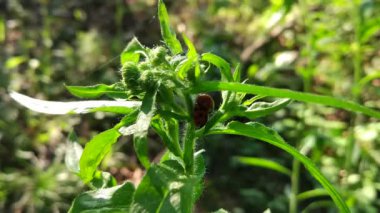 Uğur böcekleri bir bitkinin üzerinde oturuyorlar.