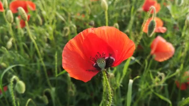 Grands Coquelicots Champ Rouge Dans Domaine — Video