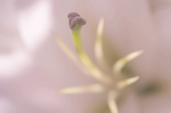 Natură Statică Numită Erotic Pestle — Fotografie, imagine de stoc