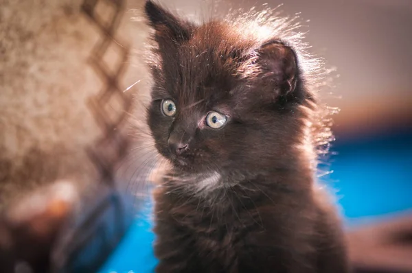 Cute Kotek Jest Zajęty Gry — Zdjęcie stockowe