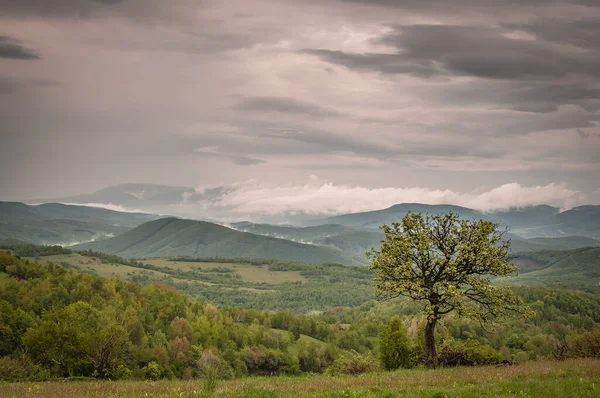 Paisaje Llamado Rainy Transcarpathian — Foto de Stock