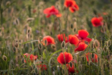 Tarlada büyük kırmızı tarla gelincikleri
