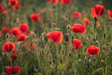 Tarlada büyük kırmızı tarla gelincikleri