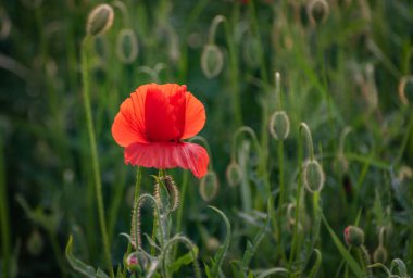 Tarlada büyük kırmızı tarla gelincikleri