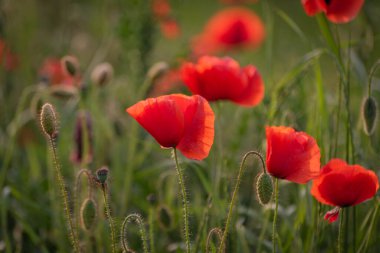 Tarlada büyük kırmızı tarla gelincikleri