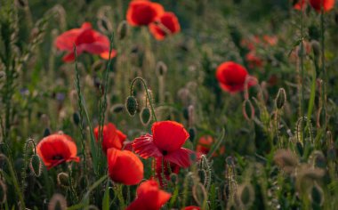 Tarlada büyük kırmızı tarla gelincikleri