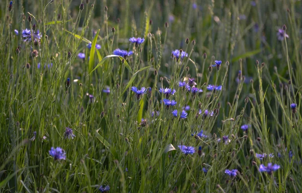 Голубой Цветок Василька Поле — стоковое фото