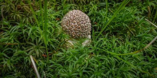 森の中の毒キノコのペア — ストック写真