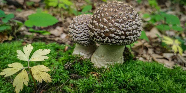 Une Paire Champignons Toxiques Dans Forêt — Photo