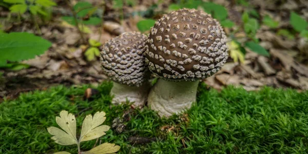 Une Paire Champignons Toxiques Dans Forêt — Photo