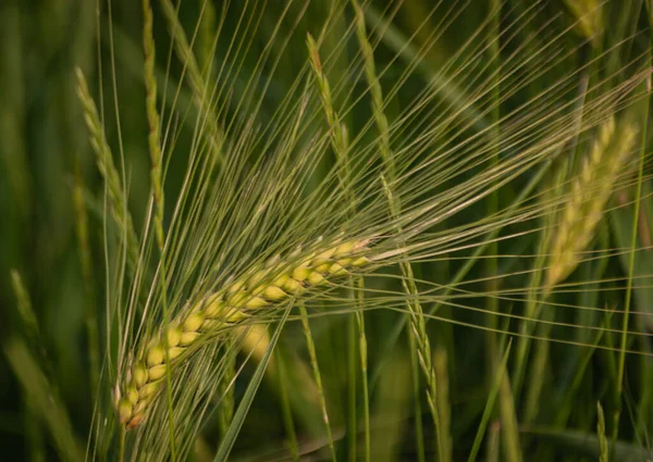 Žito Zelené Poli — Stock fotografie