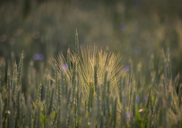 Green Rye Farm Field — Stock Photo, Image