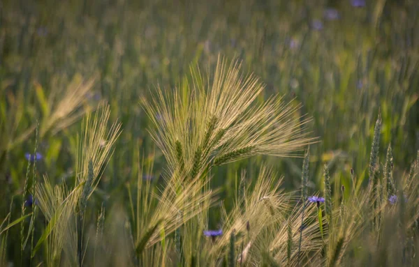 Green Rye Farm Field — Stock Photo, Image