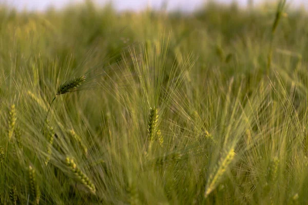 Centeno Verde Campo Cultivo — Foto de Stock