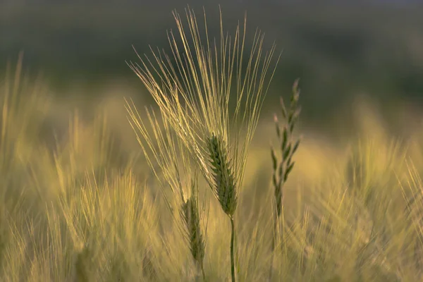 Green Rye Farm Field — Stock Photo, Image