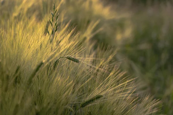 Green Rye Farm Field — Stock Photo, Image