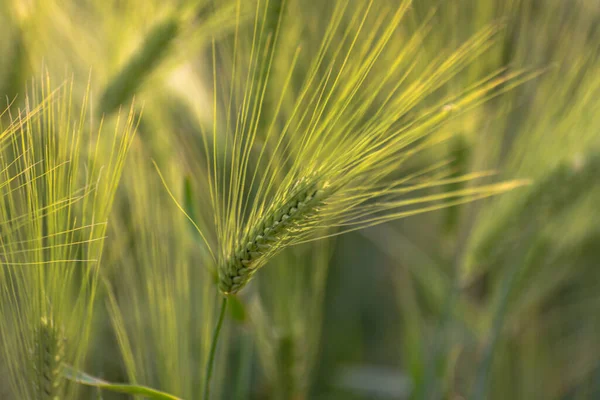 Centeno Verde Campo Cultivo —  Fotos de Stock