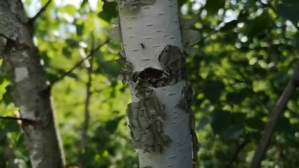 Мурахи Бігають Уздовж Стовбура Берези — стокове відео