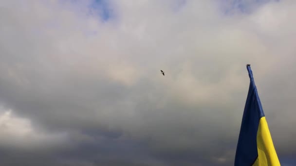 Bandera Ucrania Está Desarrollando Viento — Vídeo de stock