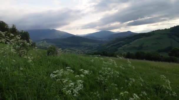 Літні Пейзажі Карпатських Гір — стокове відео