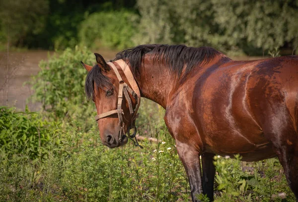 Krajina Zvaná Vlhký Kůň — Stock fotografie