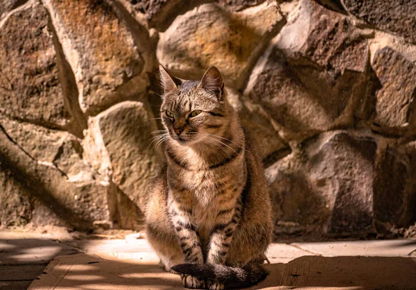 Tabby Gato Fundo Parede Pedra — Fotografia de Stock