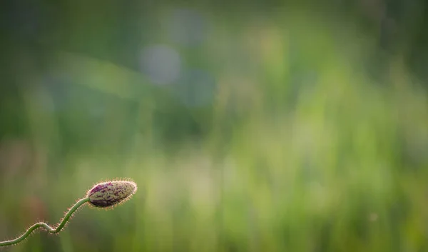 Landscape called Champion poppy