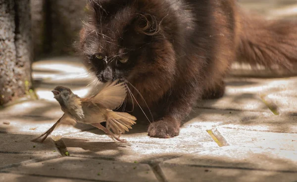 毛绒绒的猫猎取麻雀 — 图库照片