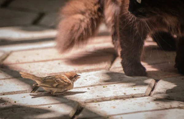 Fluffy Cat Hunts Sparrow — Stock Photo, Image