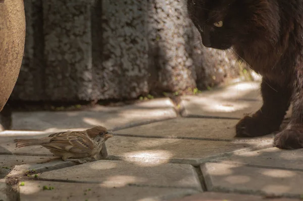 Pluizige Kat Jaagt Een Mus — Stockfoto