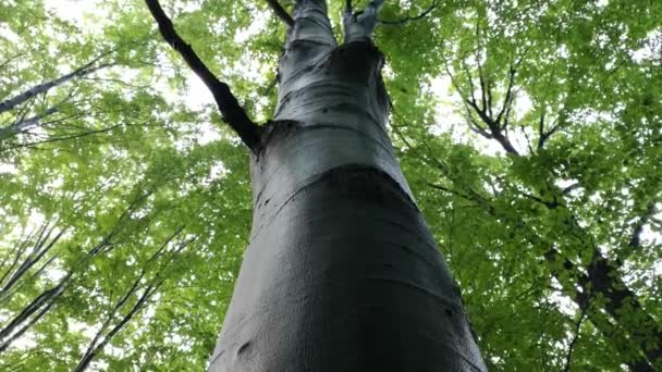 Europese Beuk Het Karpaten Bergwoud — Stockvideo