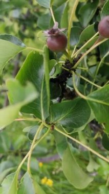 Siyah büyük karıncalar yabani bir armut dalında sürünüyorlar.