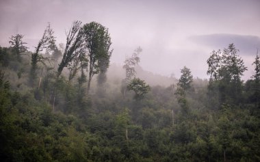 Karpatya dağlarında yaz fırtınası