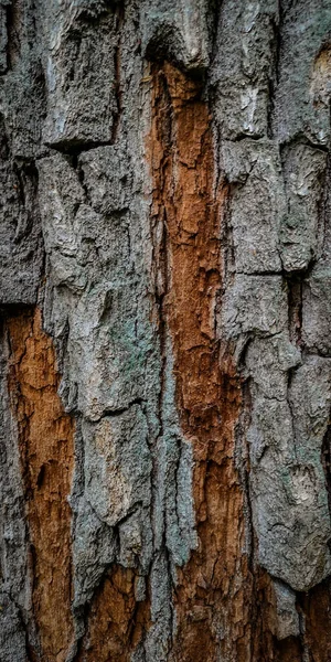 Pino Enorme Bosque Montañoso Los Cárpatos — Foto de Stock