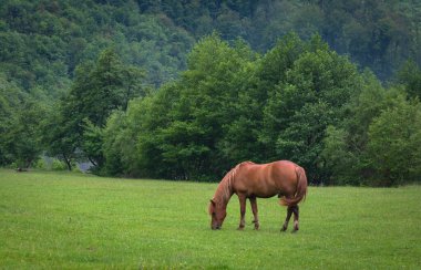 Fırtınadan sonra dağlarda çayırdaki evcil at.
