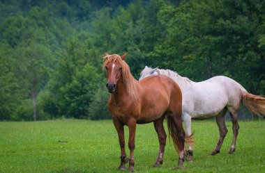 Fırtınadan sonra dağlarda çayırdaki evcil at.