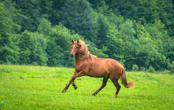 Domácí Kůň Pastvině Horách Bouři — Stock fotografie