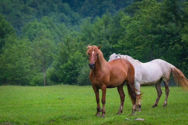 Cheval Domestique Sur Pâturage Montagne Après Orage — Photo