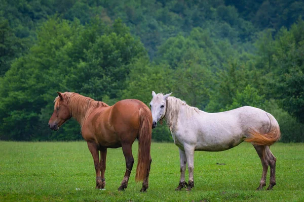 Cavalo Doméstico Pasto Nas Montanhas Depois Uma Tempestade — Fotografia de Stock