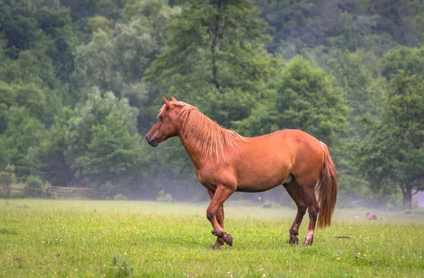 Domácí Kůň Pastvině Horách Bouři — Stock fotografie