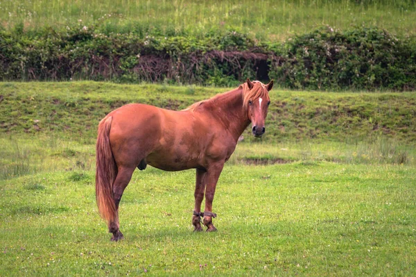 Fırtınadan sonra dağlarda çayırdaki evcil at.