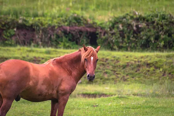 Caballo Doméstico Pasto Las Montañas Después Una Tormenta — Foto de Stock