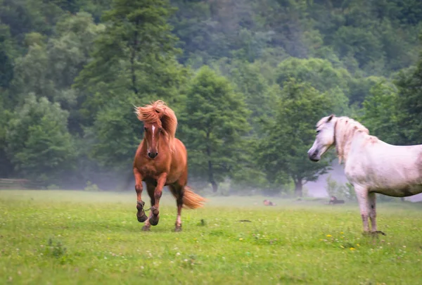 Caballo Doméstico Pasto Las Montañas Después Una Tormenta — Foto de Stock