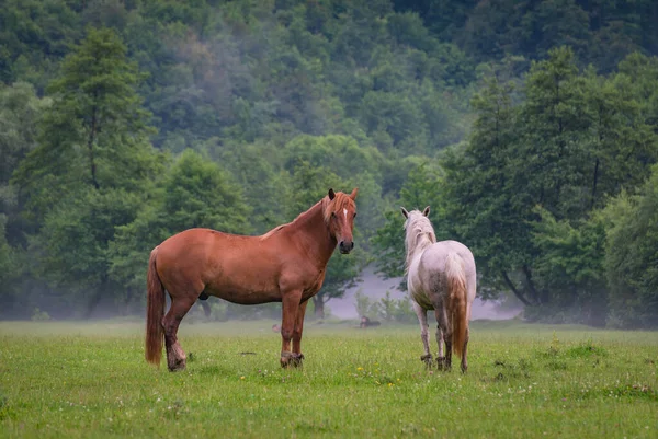 Caballo Doméstico Pasto Las Montañas Después Una Tormenta — Foto de Stock