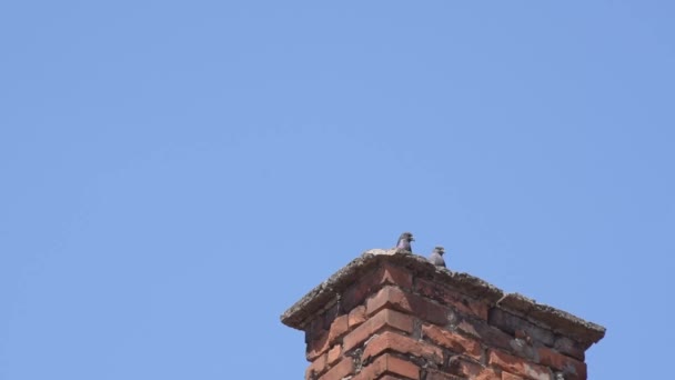 Pigeons Baiser Sur Toit — Video