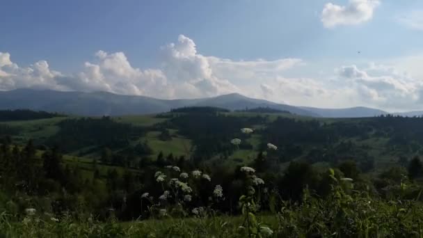 Suv Podróżuje Latem Karpaty — Wideo stockowe