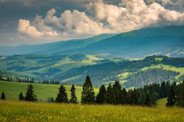 Karpatlar 'daki Borzhava dağ sırasının manzaralı yaz manzarası 