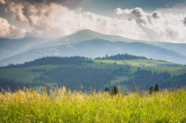 Karpatlar 'daki Borzhava dağ sırasının manzaralı yaz manzarası 