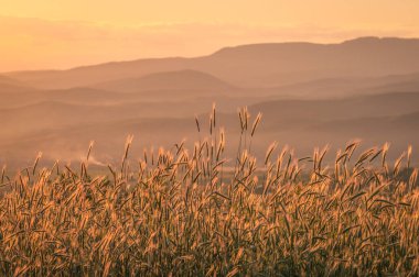 Sunny Transcarpathia denilen manzara 